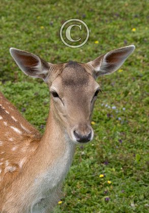 Fallow Deer Doe DM0635